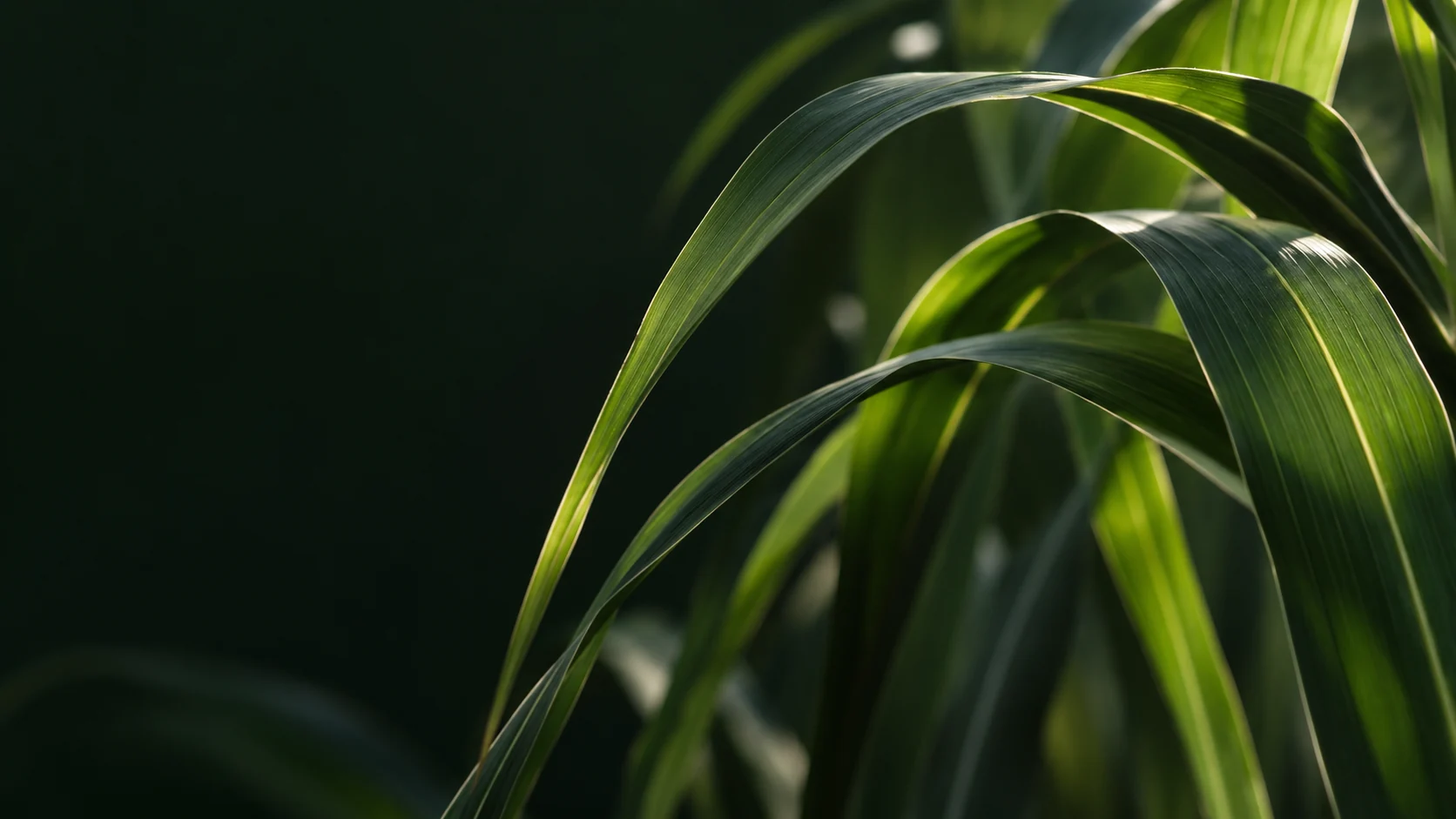 Folhas de cana-de-açúcar em verde profundo — imagem ilustrativa